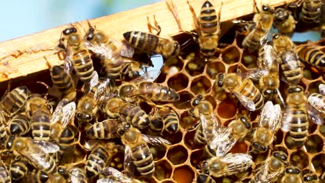 Abeja-Reina-Caminando-Sobre-Un-Marco-Con-Abejas