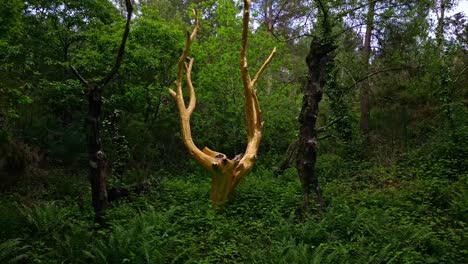 Arbre-d'Or-or-Golden-Tree-in-Val-sans-retour,-Broceliande-forest-in-Brittany,-France