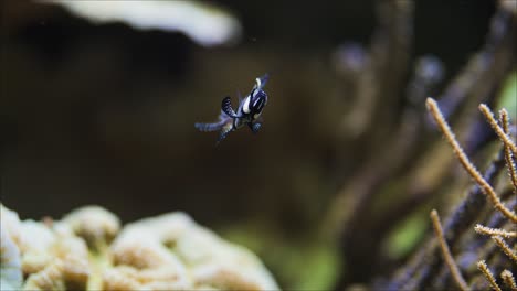 Banggai-cardinal-fish-swimming-slowly-in-a-aquatic-landscape,-close-up-tracking-shot