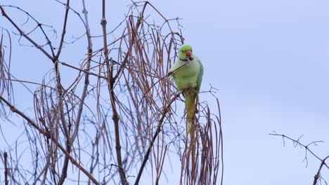 Close-up-low-angle-shot-of-Ringneck-parrot-feeding-on-bud