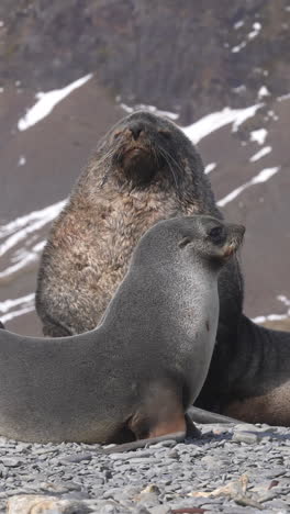 Vertical-View,-Antarctic-Fur-Seal-and-Pup,-Animals-in-Natural-Habitat