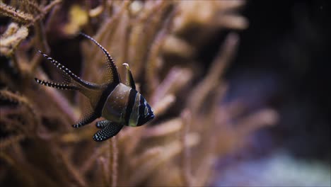 Banggai-cardinal-fish-swimming-slowly-in-a-aquatic-landscape,-close-up-tracking-shot