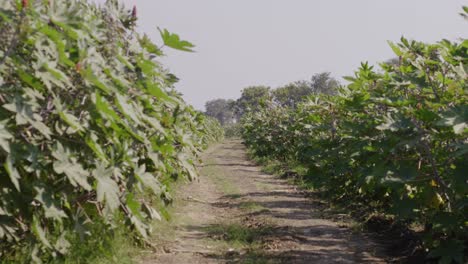 Una-Toma-Panorámica-Manual-De-Un-Camino-Que-Atraviesa-Una-Plantación-De-Ricino,-Con-Las-Plantas-Balanceándose-Con-La-Brisa-De-Verano-De-Un-Día-Soleado-A-Cada-Lado.