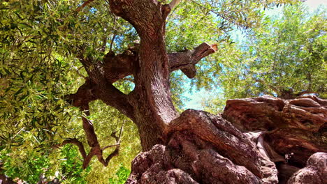 Ancient-Olive-Tree-With-Massive-Roots-In-Exo-Chora,-Zakynthos-Island,-Greece