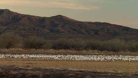 Bosque-Del-Apache,-Socorro-County,-New-Mexico,-USA-–-Ein-Schwarm-Schneegänse-Grast-Im-Grasland-–-Schwenk-Nach-Rechts