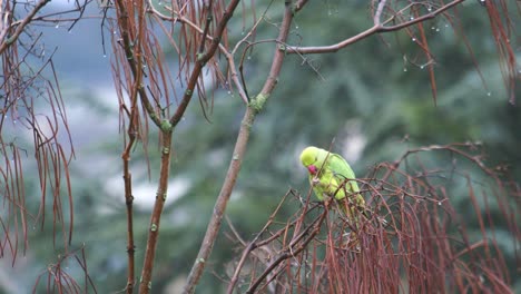 Primer-Plano-De-Un-Lindo-Loro-De-Collar-Alimentándose-Posado-En-La-Rama-De-Un-árbol