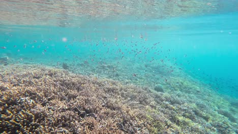 In-the-clear-waters-of-Great-Barrier-Reef,-Australia-an-underwater-shot-reveals-a-thriving-coral-reef