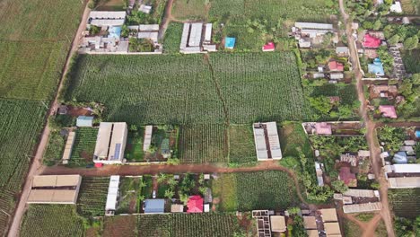 Serene-African-countryside,-houses-amid-farmland-in-Amboseli-region,-Kenya,-aerial-top-down