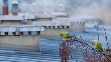 Humo-Blanco-Que-Sale-De-Las-Chimeneas-Del-Tejado-De-Una-Fábrica-(primer-Plano)