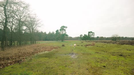 Weißer-Labrador-Golden-Retriever-Hund-Läuft-In-Zeitlupe-Auf-Die-Kamera-Zu-Bei-Einem-Spaziergang-Auf-Der-Heide