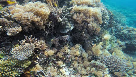 Una-Inmersión-Submarina-Impresionante-En-Un-Vibrante-Arrecife-De-Coral.