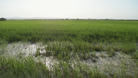 Paisaje-De-La-Albufera-Valenciana-Con-Un-Campo-De-Arroz-Y-Agua-En-Un-Día-Soleado-Y-Caluroso