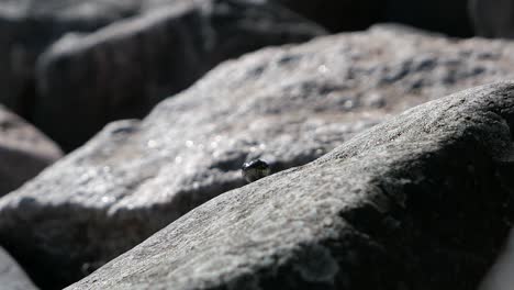 Grass-snake-peeking-behind-rock,-then-hiding-away,-snake-awakening-in-spring,-animal-hideaway