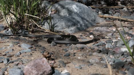 Grass-snake-slithering-away-on-rocky-beach-in-spring,-snake-crawling-on-sand