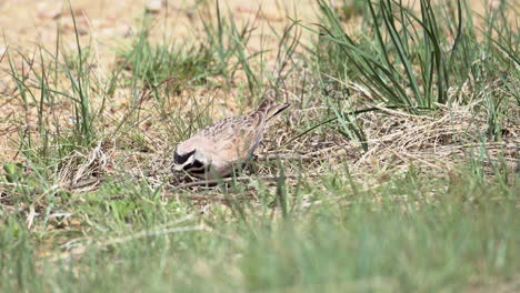 Alondra-Cornuda-De-La-Pradera-Buscando-Alimento-En-El-Suelo-De-La-Pradera