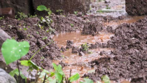 Wassertropfen-Auf-Stein-Und-Maad-Nahaufnahme