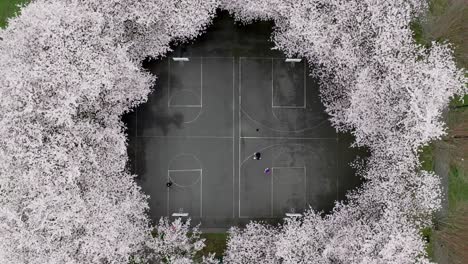 Wapato-Park,-Tacoma,-Washington,-USA---Young-People-are-Hoops-on-a-Court-Surrounded-by-Cherry-Trees---Aerial-Topdown-Shot