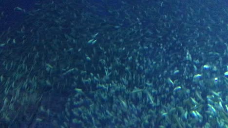 Pazifische-Sardinen-Drängen-Sich-In-Einem-Schwarm-Zusammen-Und-Bieten-Eine-Wunderschöne-Darbietung-Synchronisierter-Bewegungen-Im-Monterey-Bay-Aquarium