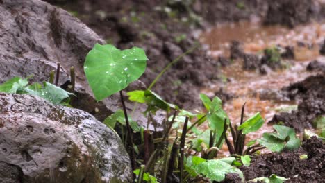 Gotas-De-Agua-Cayendo-Sobre-La-Tierra-Y-Los-Niveles,-Primer-Plano