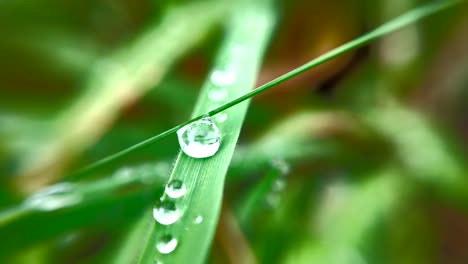 Macro-shot-of-green-grass-with-dewdrops