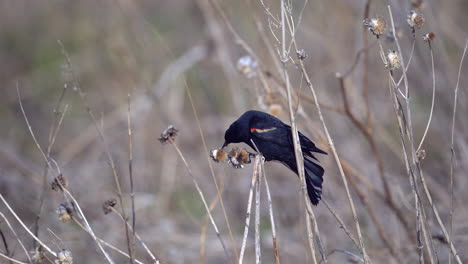 Red-winged-Blackbird--male-eating-from-flower-seeds