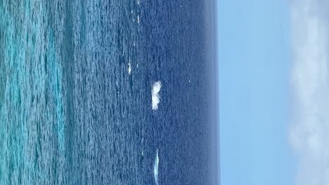 Rare-Off-Season-Humpback-Whale-Sighting-From-The-Cliffs-Of-Hanauma-Bay,-Oahu,-Hawaii-On-July-3,-2024