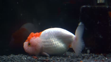 Two-exotic-lionhead-goldfish,-carassius-auratus-auratus-with-bumpy-head,-swimming-at-the-bottom-of-the-aquarium-tank