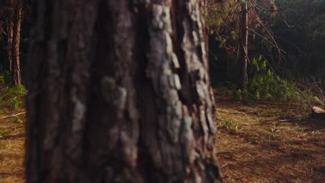 A-reveal-from-behind-a-tree-of-a-young-family-walking-along-a-path-in-a-lush-forest