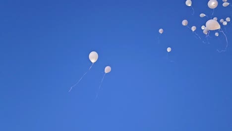 White-balloons-are-set-free-and-they-fly-high,-taken-by-the-wind,-with-a-blue-sky-background