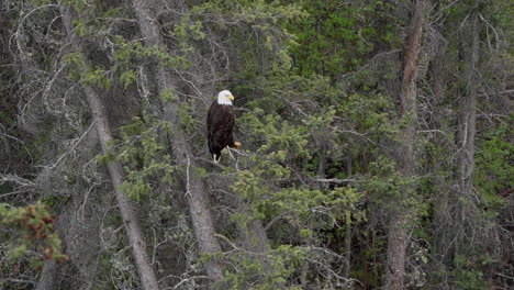 Bald-Eagle-Perching-On-Tree-In-Forest