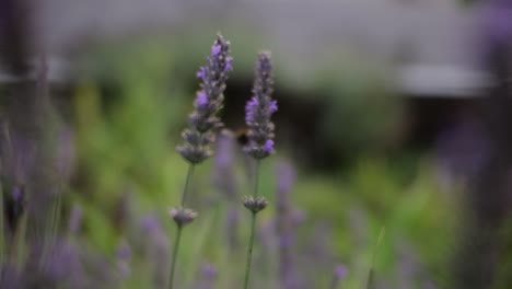 A-bee-gently-lands-on-lavender-flowers,-capturing-the-essence-of-nature's-beauty-and-pollination