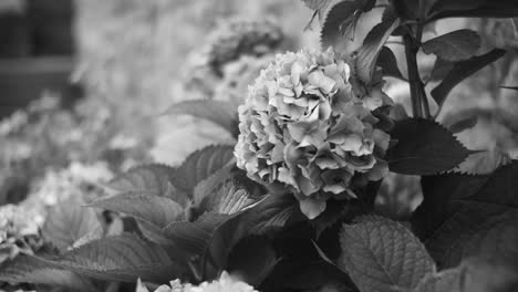 Black-and-white-scene-of-rose-flowers,-capturing-the-essence-of-artistic-beauty-and-timeless-elegance