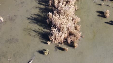 Süßwasserlagune-Vegetation-über-Wasser,-Naturpark-Albufera,-Valencia,-Spanien