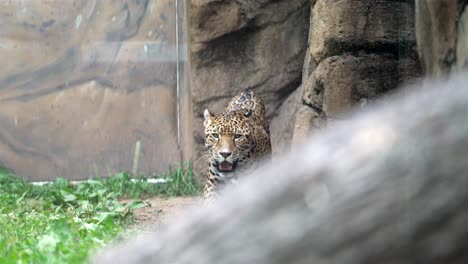 Zoomed-slow-motion-footage-captures-a-jaguar-in-a-zoo-enclosure,-pacing-near-rocky-formations