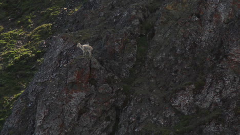 Dall-Sheep-Standing-On-Rocky-Mountain-In-Kluane-National-Park,-Yukon,-Canada---Wide-Shot