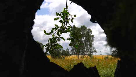 Static-shot-through-dark-hole-opening-to-countryside-landscape-with-tree