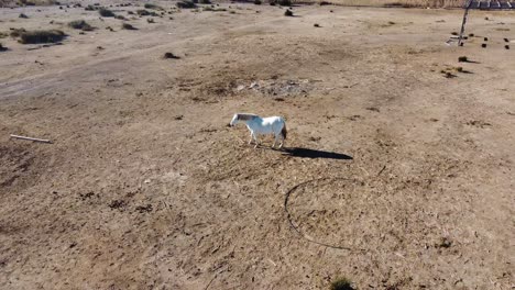 Wild-white-horse-in-grass-field-ranch,-countryside-of-Spain,-aerial-view