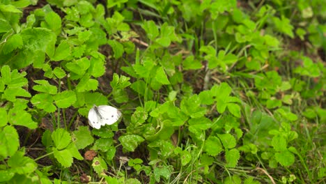 Kleiner-Weißer-Schmetterling-Sitzt-Auf-Grünem-Rasen-Und-Fliegt-In-Windiger-Umgebung-Davon