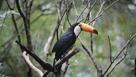 Toucan-jumps-on-a-branch-reaching-for-food,-slow-motion-video