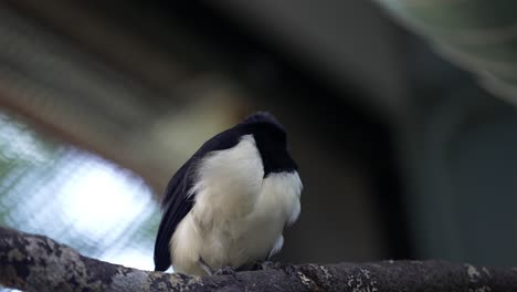 Slow-motion-close-up-of-plush-crested-jay-perched-on-tree-branch