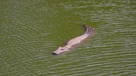 Zeitlupe-Eines-Gefährlichen-Nilkrokodils,-Das-Anmutig-In-Einem-Fluss-Schwimmt