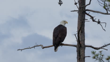 Águila-Calva-Posada-En-Una-Rama-De-árbol-Sin-Hojas-En-El-Territorio-De-Yukón,-Canadá