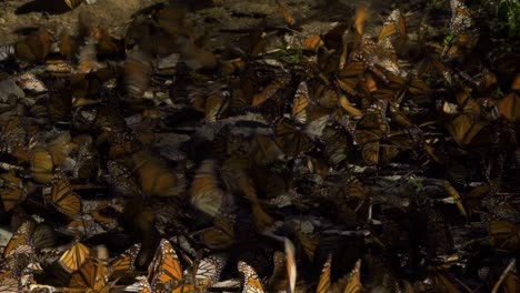 Enjambre-Vibrante-De-Mariposas-Monarca-En-Vuelo-Y-En-El-Suelo.