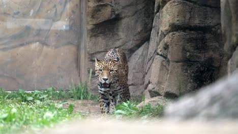 Zeitlupe,-Leicht-Verwackelte-Zoomaufnahme-Aus-Der-Ferne-Fängt-Jaguar-Im-Zoo-Lebensraum-Ein