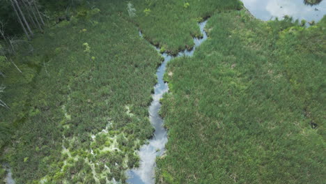 Drone-top-down-pan-across-marsh-land-with-winding-opening-of-water-emptying-into-small-pool,-Lake-Fitzgerald-Northampton-Massachusetts