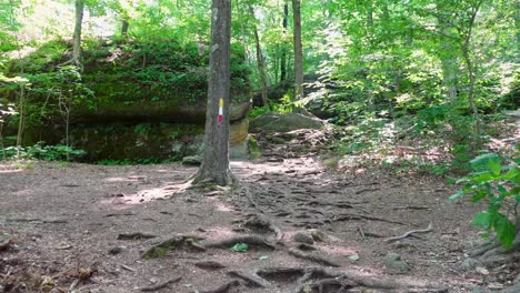 Hochwertiges-Filmmaterial,-Das-Einen-Malerischen-Waldweg-Mit-Markierten-Bäumen-Und-üppigem-Grün-Einfängt