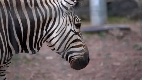 Slow-motion,-handheld-footage-zooms-in-on-a-zebra's-head-through-wire-fencing