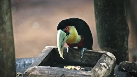 Tucán-De-Pico-Verde-Comiendo-En-Cautiverio-En-Zoológico