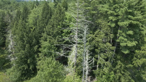 Umkreisen-Sie-Einen-Unfruchtbaren-Kranken-Baum,-Der-Keine-Blätter-Mehr-Am-Waldrand-Am-Lake-Fitzgerald-In-Northampton,-Massachusetts-Hat