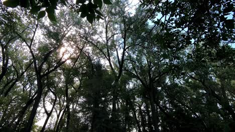 La-Cámara-Se-Desplaza-Lentamente-Hacia-Abajo-Desde-Los-árboles-Para-Observar-La-Carretera-De-La-Pequeña-Ciudad,-Mientras-Se-Puede-Ver-La-Luz-Brillando-A-Través-De-Las-Ramas.